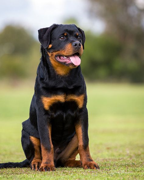 Rotweiller Dog, 2 Rottweilers, Rotveileri Dog, Dogs Rottweiler, Roman Rottweiler, Rottweiler Breeders, Dog Rottweiler, Animals And Pet Supplies, Rottweiler Dogs