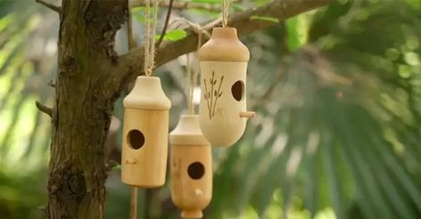 Hanging Haven: Where To Hang Hummingbird Houses? - The Worlds Rarest Birds Hummingbird Houses, Hummingbird House, Rare Birds, Birds, Screen