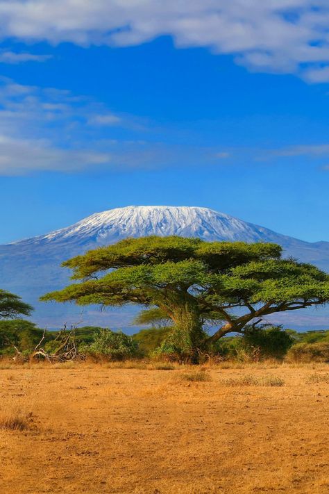 Embark on the ultimate safari adventure! 🦁 Join us on thrilling drives through magnificent national parks, from Lake Manyara to the Serengeti Plains. Witness extrodinary wildlife like rhinos, hippos, cheetahs, leopards, elephants, and more in their natural habitat. Then, escape to the tropical paradise of Zanzibar, where pristine beaches and historic Stone Town are waiting. This is an unforgettable journey for the fit and adventurous traveller! 🌍 Africa Moodboard, Savanna Africa, Africa Painting, African Tree, Africa Kenya, African Plains, Eagle Painting, Africa Wildlife, Stone Town