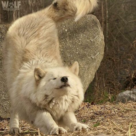 Unique Wolf Colors, Unique Wolves, Wolves Aesthetic, Cute Wolves, Wolf Conservation Center, Arctic Wolf, Wolf Pictures, Pretty Dogs, Silly Dogs