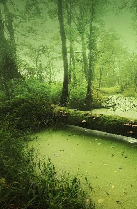 swamp of sorrow by sh4de_pl Swamp House Aesthetic, Swamp Concept Art, Swamp Castle, Swamp Core, Swamp Biome, Swamp Garden, Foggy Swamp, Swamp Aesthetic, Swamp Painting