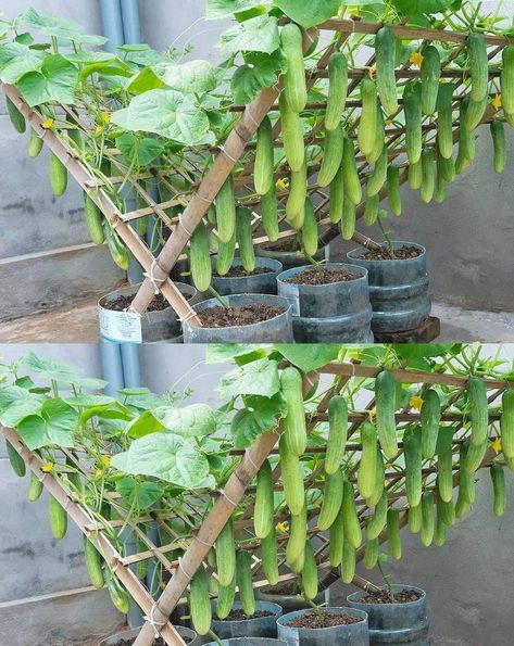 Plantarea Legumelor, Vertical Vegetable Gardens, Small Vegetable Gardens, نباتات منزلية, Vegetable Garden Diy, Plants Growing, Backyard Vegetable Gardens, Veg Garden, Home Vegetable Garden