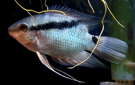 South American Cichlids Guide - Cichlid Guide Peaceful Community, American Cichlid, South American Cichlids, Community Tanks, Selective Breeding, Moving Water, The Aquarium, Small Fish, Central American