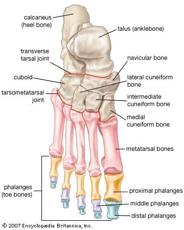 foot: bones in humans [Credit: Encyclopædia Britannica, Inc.] Foot Anatomy, Anatomy Bones, Bolesti Chrbta, Human Body Anatomy, Lower Limb, Muscle Anatomy, Human Anatomy And Physiology, Medical Anatomy, Medical Coding