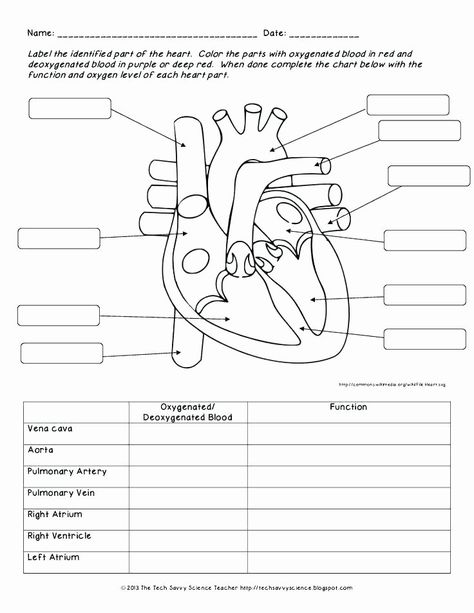 Human Heart Diagram, Anatomi Dan Fisiologi, Body Systems Worksheets, Human Body Worksheets, Heart Diagram, Biology Worksheet, Heart Anatomy, Human Body Anatomy, Teaching Biology