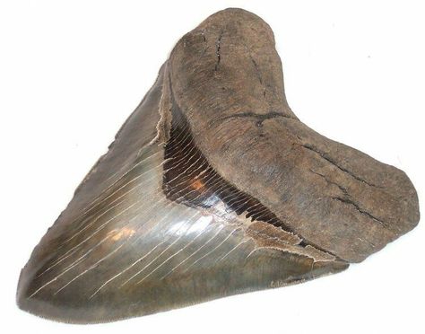 Megalodon Teeth For Sale - FossilEra.com Court Of Owls, Baleen Whales, Beaufort South Carolina, Rock Identification, Largest Whale, Species Of Sharks, Megalodon Tooth, The Great White, The Morgan