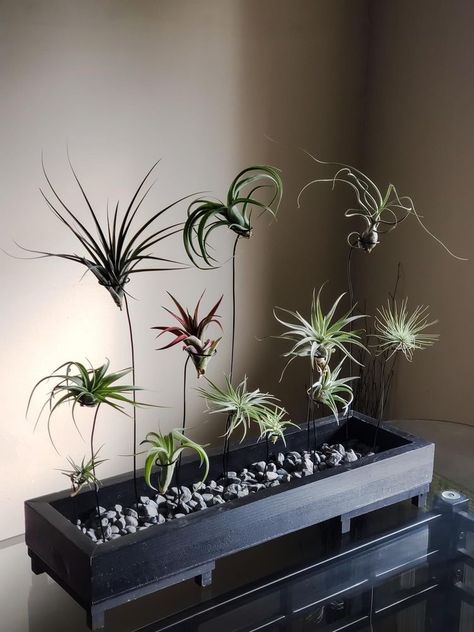 Plant Decor For Wall, Minimalist Apartment With Plants, Airplants Display Ideas, Garden Shack, Air Plant Art, Air Plants Diy, Air Plant Garden, Plant Display Ideas, Air Plants Decor