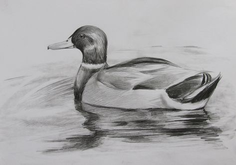 A Duck Drawing, Duck Sketch Pencil, Duck Drawing Realistic, Duck Drawing Sketches, Duck Pencil Drawing, Ducks Drawing, Duck Draw, Duck Drawings, Duck Sketch