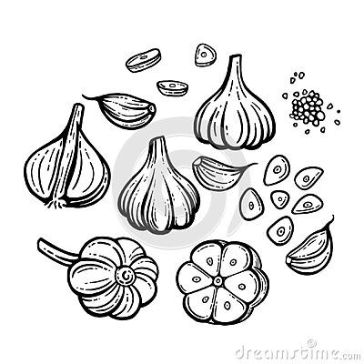 Garlic Doodle, Garlic Logo Design, Veg Drawing, Garlic Sketch, Garlic Cartoon, Garlic Vector, Garlic Drawing, Garlic Tattoo, Onion Drawing