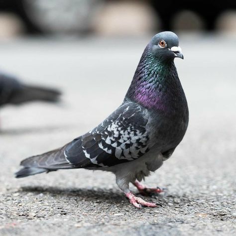 Dove Photography Bird, Pigeon Reference, Pigeon Hair, Pigeon Photography, Pigeon Photo, Pigeon Drawing, Cute Pigeon, Mother Painting, Wood Pigeon