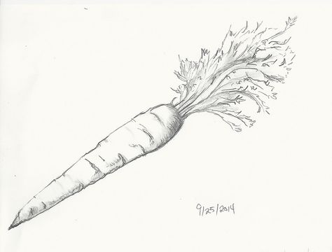 Carrot Drawing Realistic, Carrot Pencil Drawing, Carrots Drawing, Carrot Sketch, Drawing Carrot, Carrot Drawing, Roots Drawing, Pencil Drawings Of Nature, Book Drawings