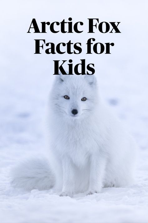 Arctic Fox Project, Arctic Fox Diorama, Artic Fox Crafts For Toddlers, Arctic Fox Crafts, Arctic Fox Craft Preschool, Artic Fox Craft For Kids, Fox Facts For Kids, Arctic Fox Craft, Attic Animals