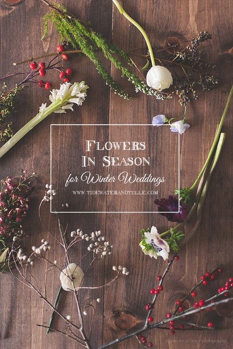 In Season: Flowers for Winter Weddings | Tidewater and Tulle | Coastal Virginia Wedding Blog and Magazine Flowers In Season, Wedding Flowers Gypsophila, Wedding Flowers Tulips, Wedding Flowers Wildflowers, Church Wedding Flowers, Neutral Wedding Flowers, Wedding Flowers Peonies, Sunflower Wedding Bouquet, Simple Wedding Flowers