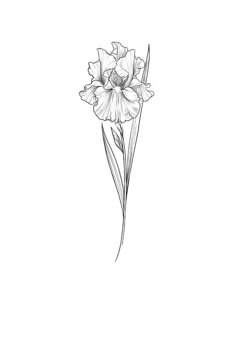 Iris tattoo sketch by @cathy.artwork Delicate Iris Tattoo, Violet Iris Flower Tattoo, Flower Tattoos Iris, Iris Floral Tattoo, Iris Birth Flower Tattoo, Flower Iris Tattoo, Iris Outline Tattoo, Tattoo Ideas Iris Flower, Iris And Chrysanthemum Tattoo