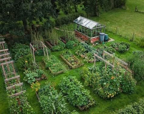 Homestead Gardens, Thriving Garden, Veg Garden, Have Inspiration, Vegetable Garden Design, Food Garden, Garden Layout, Veggie Garden, Farm Gardens