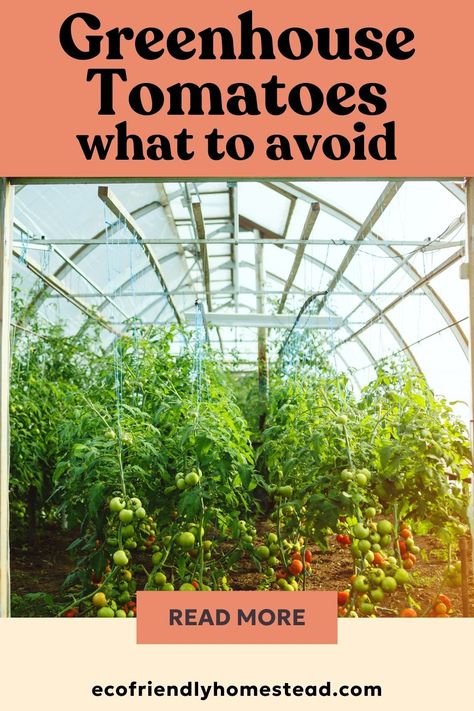 tomato garden tips Growing Tomatoes In Greenhouse, Tomato Greenhouse, Greenhouse Tomatoes, Tomato Growing, Fruit Growing, Tomato Trellis, Eco Friendly Garden, Wild Weather, Farm Lifestyle