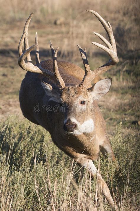 whitetail buck running - Google-Suche Big Deer Whitetail Bucks, Animal Running, Running Deer, White Tail Deer, Whitetail Deer Photography, Deer Hunting Humor, Buck Hunting, Whitetail Deer Pictures, Whitetail Deer Hunting