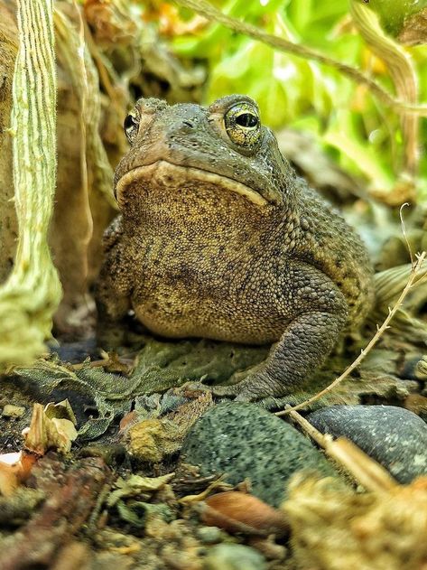 Toad Reference Photo, Toad Drawing Reference, Frogs And Toads, Toad Photograph, Toad Totem, Toad Reference, Toad Dragon, Toad Aesthetic, Toad Drawing