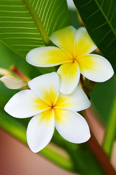 Frangipani plumeria by cheezepleaze     LOVE these flowers which produce the most amazing fragrance. Plumeria Scent, Fiori Frangipani, White Frangipani, Plumeria Flowers, Beautiful Trees, The Secret Garden, Hawaiian Flowers, Exotic Flowers, Tropical Garden