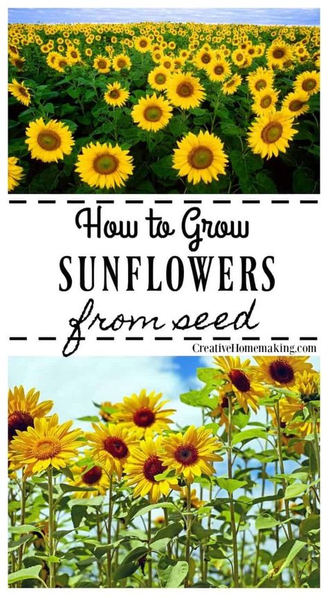 Growing Sunflowers From Seed, How To Grow Sunflowers, Grow Sunflowers, Growing Sunflowers, Tattoo Plant, Planting Sunflowers, Vegetable Garden For Beginners, Vertical Herb Garden, Flowers Gardening