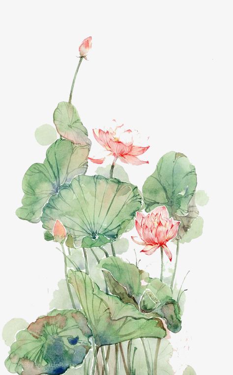 Watercolor Lotus, Lotus Flower Art, Lotus Painting, Chinese Art Painting, Lotus Art, 수채화 그림, Watercolor Flowers Paintings, Pastel Drawing, Water Lilies