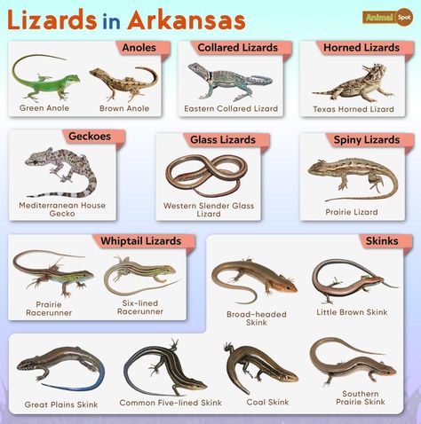 List of Lizards found in Arkansas – Facts with Pictures Types Of Lizards, Galapagos Islands Animals, Omnivorous Animals, Oviparous Animals, Poisonous Animals, Melanistic Animals, Lizard Types, Lizard Species, Animals That Hibernate