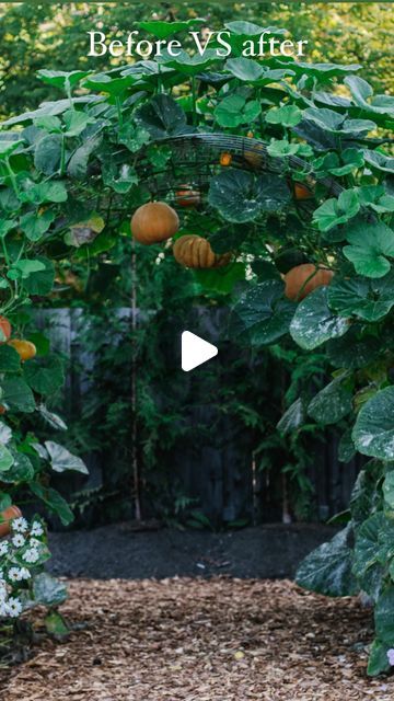 Pumpkin Arch Garden, How To Grow A Pumpkin Patch, How To Grow Pumpkins Vertically, Tips For Growing Pumpkins, Raised Bed Pumpkin Patch, Pumpkin Arch, Growing Pumpkins, Sugar Pumpkin, Gardening 101