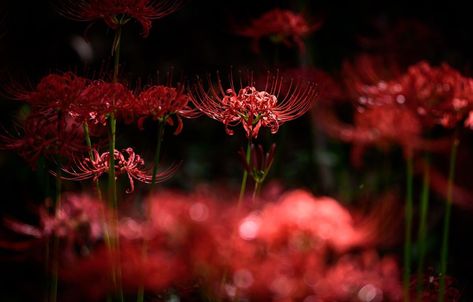 Higanbana Wallpapers - Wallpaper Cave Spider Lily Wallpaper Desktop, Wallpaper Backgrounds Dark Flowers, Red Spider Lily Wallpaper, Spider Lily Wallpaper, Plain Wallpaper Hd, Lily Images, Lily Pictures, White Lily Flower, Iphone 6 Plus Wallpaper