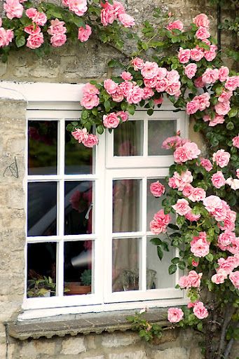 Roses Growing, Rose Belle, Colorful Roses, Climbing Roses, Rose Cottage, Rose Garden, Dream Garden, Love Flowers, On The Side