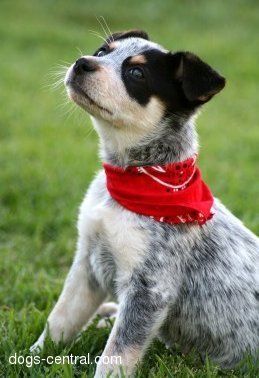 blue heeler puppy Blue Heeler Puppy, Australian Cattle Dog Puppy, Cattle Dog Puppy, Heeler Puppy, Puppy Fever, Blue Heeler Puppies, Heeler Puppies, Blue Heelers, Blue Heeler Dogs