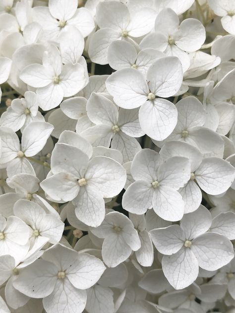 White Hydrangea Aesthetic, White Hortensia, White Hydrangea, More Wallpaper, Flower Field, Color Patterns, Hydrangea, White Flowers, Beautiful Design