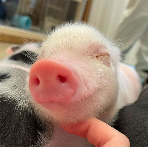 Pigs Cute, Pet Pig, Baby Piglets, Micro Pigs, Teacup Pigs, Small Pigs, Cute Piglets, Funny Pigs