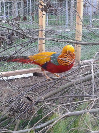 GOLDEN PHEASANT or the CHINESE PHEASANT (Chrysolophus pictus)     (Pic below is of a two year old... Pheasant Aviary, Raising Pheasants, Backyard Chicken Coop Diy, Red Golden Pheasant, Pheasant Farm, Backyard Coop, Raising Quail, Rabbit Farm, How To Raise Chickens