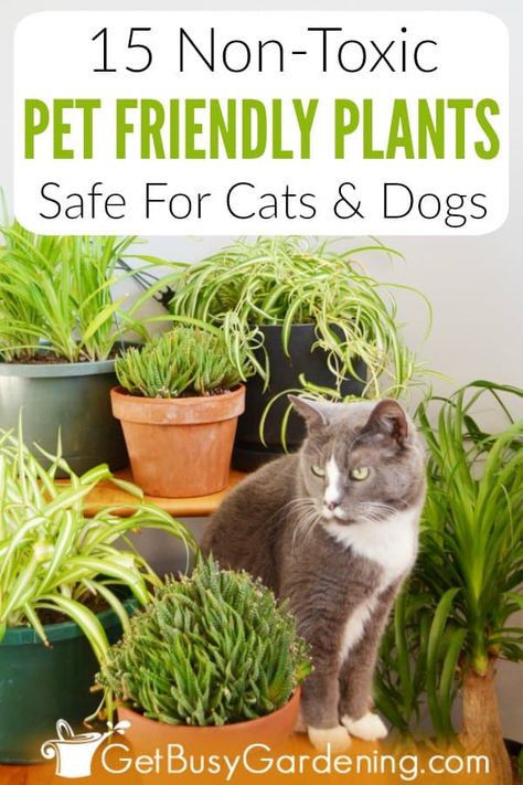 The thought of keeping poisonous plants in your home without knowing it is very scary, especially with a new puppy or kitten. Pets and houseplants don't always get along, but some common indoor plants can be downright dangerous for your fur babies. Avoid the risk by growing these pet friendly plants that are non-toxic and safe for cats and dogs. A few of my favorites are African violets, burros tail sedum, Christmas cactus, spider plant, Boston ferns, bamboo, bromeliad and haworthia succulents. Plants Okay For Cats, Indoor Plants Pet Friendly, Plants Safe For Cats, Cat Safe House Plants, Pet Friendly Plants, Haworthia Succulents, Burros Tail, Dog Safe Plants, Houseplants Safe For Cats