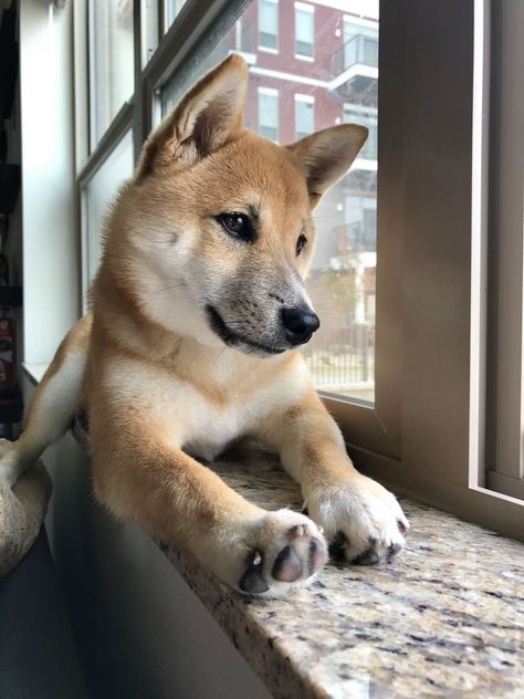 American Dingo, Carolina Dog, Shiba Inu Puppy, Shiba Inu Dog, Wild Dogs, Baby Dogs, Shiba Inu, Mans Best Friend, Animals Friends