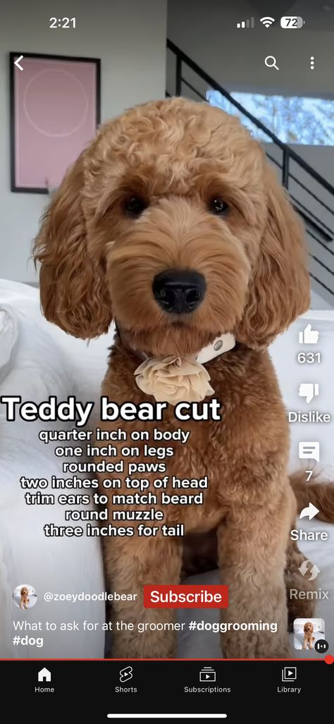 Miniature Golden Doodle Haircut, Summer Doodle Haircut, Goldendoodle Short Haircut, Golden Doodle Teddy Bear Cut, Golden Doodle Summer Haircut, Goldendoodle Summer Haircut, Labradoodle Grooming Haircuts, Teddy Bear Doodle, Doodle Grooming