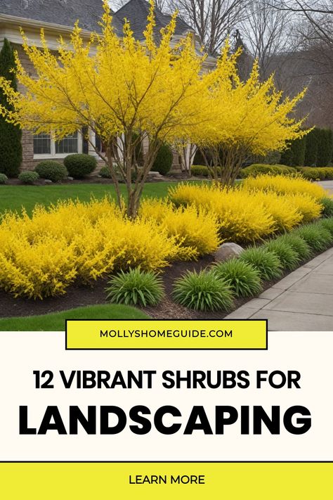 Discover the best shrubs for landscaping your outdoor space! Whether you're looking for low maintenance, evergreen, or flowering shrubs for hedges, we've got you covered. From shrubs for full sun to those perfect for partial shade, find the ideal plants to enhance your garden. Create beautiful curb appeal with shrubs for the front of the house or add interest to small spaces with dwarf evergreen options. Golden Globe Arborvitae Landscaping, Landscaping With Shrubs And Bushes, Straight Line Landscape Design, Best Plants For Hedges, Patio Shrubs Landscaping Ideas, Gingko Tree Landscaping, Front Yard Plants Low Maintenance, Narrow Foundation Planting Ideas, Full Sun Bushes Shrubs