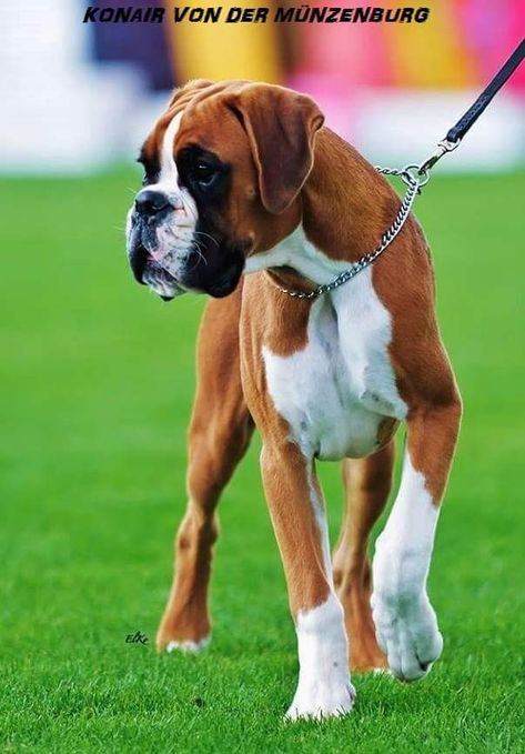 Dog Names Girl, Black Boxer Dog, Boxer Dog Names, Boxer Dogs Facts, Boxer Dog Breed, Boxer Dogs Funny, Boxer And Baby, Names Girl, Cesar Millan