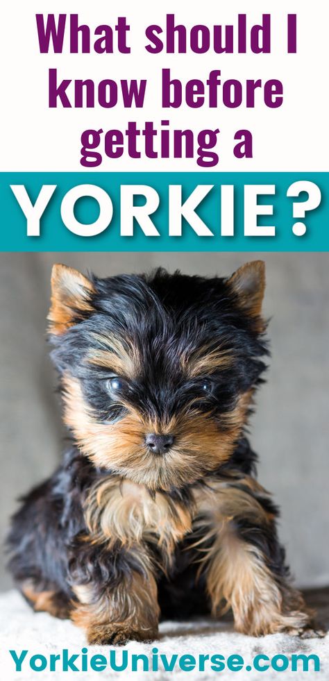 Explore crucial advice on owning a Yorkie. Learn about their temperament, health, grooming needs and more before getting a Yorkshire Terrier. Yorkie Care Tips, Yorkie Terrier Aesthetic, How To Groom A Yorkie At Home, Yorkie Puppy Haircuts, Chocolate Yorkie, Grooming Yorkies, Yorkshire Terrier Grooming, Toy Yorkie, Tiny Dog Breeds