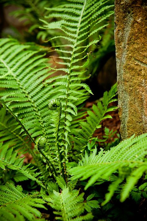 Fabulous Ferns | how to grow ferns | common varieties | The Garden Glove Fern Valley, Fern Varieties, Ferns Care, Types Of Ferns, Ferns Garden, Woodland Plants, Fern Leaf, Fern Plant, Traditional Landscape