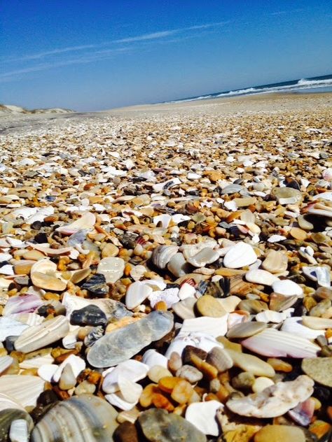 Sea Shells on Pea Island National Wildlife Refuge :: Outer Banks of North Carolina Pea Island North Carolina, Shell Hunting, Obx Vacation, North Carolina Beaches, North Carolina Travel, Pirates Cove, Outer Banks North Carolina, Outer Banks Vacation, Hatteras Island