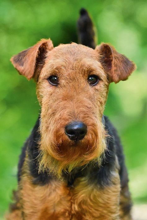 Headstrong little characters that turn heads wherever they go, Welsh terriers might look like miniature Airedales, but they have a personality entirely of their own, finds Katy Birchall. Photographs by Joe Bailey. Welch Terrier, 007 Casino Royale, Types Of Dogs Breeds, All Breeds Of Dogs, Manchester Terrier, Welsh Terrier, Terrier Breeds, Airedale Terrier, Types Of Dogs