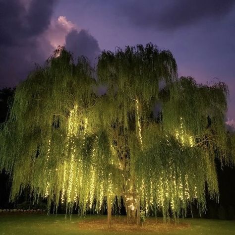 Weeping Willow Tree, Dream Life House, Weeping Willow, Willow Tree, Forest Wedding, Nature Aesthetic, Pretty Places, Dream Garden, Dream Home Design