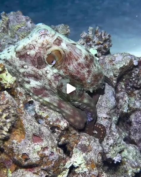 ocean is freedom on Instagram: "Active octopus 🐙⁣
Tag a friend who'd love this!⁣
Video by @ibrahim.elhariry⁣
⁣
#octopus" Octopus Video, Octopus Gif, Octopus Animal, Sea Explorer, 2024 Color, Ocean Lover, Good Morning Flowers, Ocean Life, Tag A Friend