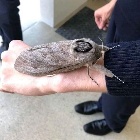 WOOD MOTH Giant wood moths are the largest species of moth in the world. When fully grown, the females (larger than males) can weigh up to 1 ounce and reach a wingspan of 10 inches (25 cm). They live in forests across Australia and New Zealand. At max weight, they are too heavy to fly. Giant Moth, Large Moth, When You Realize, Everyday Objects, Animal Photo, Pet Names, Bored Panda, Mind Blown, Cat Memes