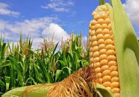 corn | Much of the corn grown in the United States goes toward making high ... Sweet Vegetables, Corn Cob Pipe, Popcorn Seeds, Agriculture Photography, Corn Plant, Ears Of Corn, Corn On Cob, Tree Seeds, Seed Company