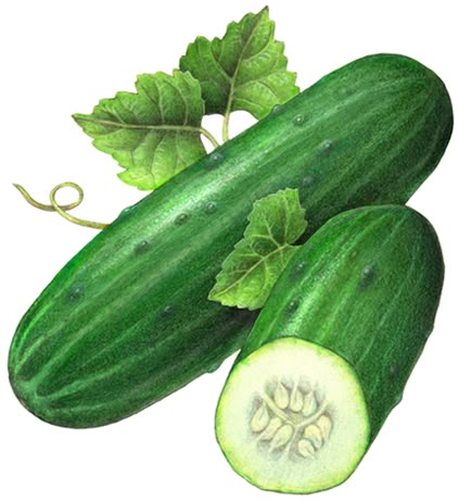 Food illustration of a whole cucumber and a cut half cucumber with leaves. Green Drawing Ideas, Cucumber Painting, Vegetable Art, Cucumber Art, Cucumber Slice Drawing, Cucumber Food Art, Cucumber Illustration, Cucumber Watercolor, Cucumber Botanical Illustration