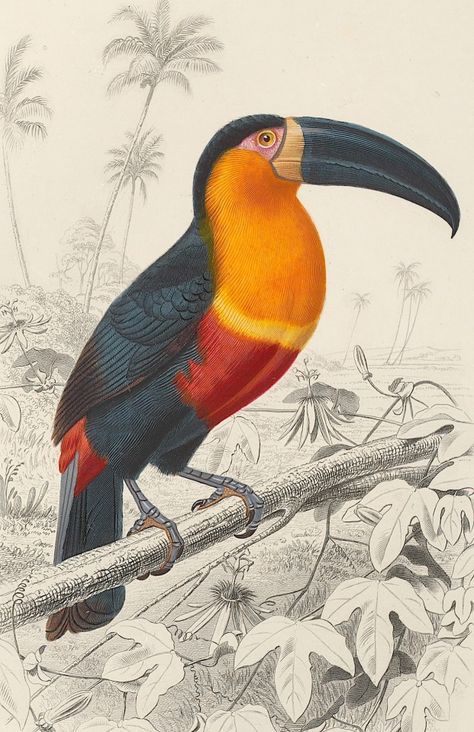 Art4gays Toucan Illustration, Royal Room, Scifi Fantasy Art, Flash Sheet, Free Vintage Printables, Bird Tattoo, Animal Illustrations, Scientific Illustration, Art Et Illustration