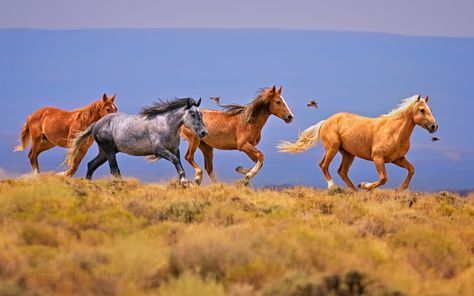 Wild Horses Photography, Perseid Meteor Shower, Horses Running, Wild Mustangs, Most Beautiful Animals, Running Horses, Meteor Shower, Pretty Horses, Quarter Horse