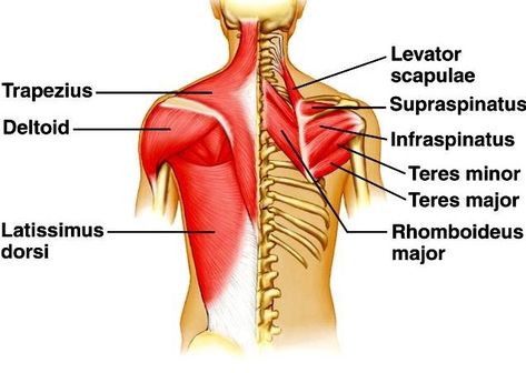 Back Muscles! Overview, Stretching & Strengthening Ex. » How To Relief Calisthenics Back, Back Muscle Exercises, Back Anatomy, Infraspinatus Muscle, Thoracic Cage, Muscle Stretches, Lower Back Muscles, Latissimus Dorsi, Stomach Muscles